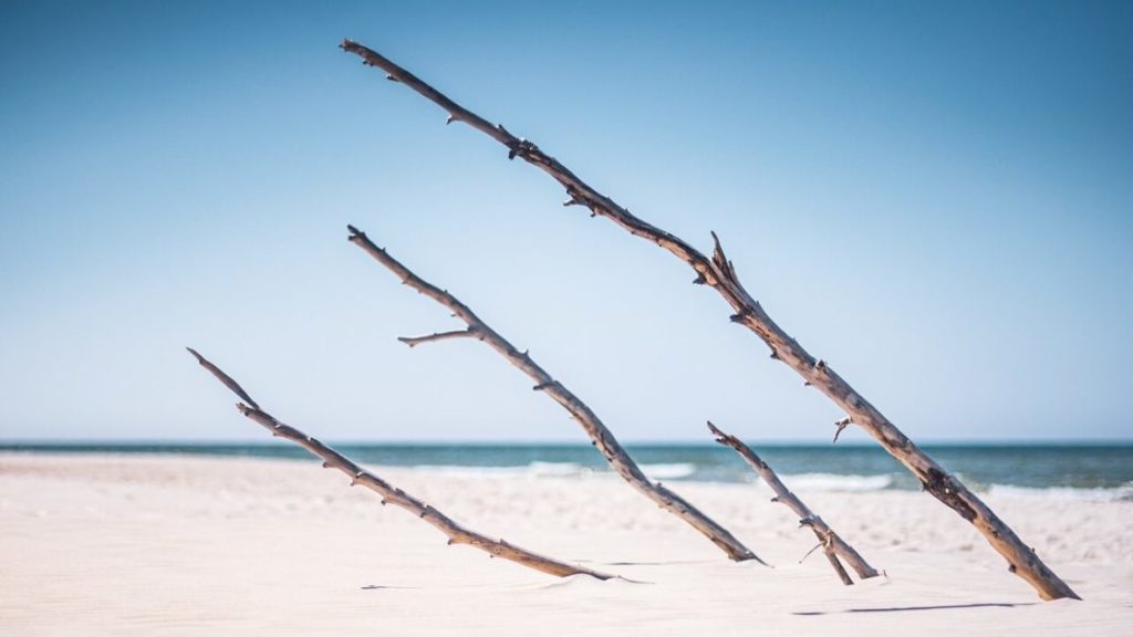 晴れた日の浜辺に突き刺さっている数本の流木